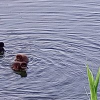 Хохлатая чернеть :: Сапсан 