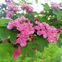 Боярышник :: Сапсан 