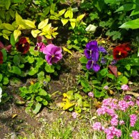 Яркие цветы :: Татьяна Пальчикова