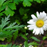 Картинка лета. :: Милешкин Владимир Алексеевич 