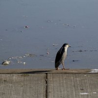 всё меньше окружающей природы,всё больше окруж.среды :: Осень всё меньше окружающей природы,всё больше окруж.среды :: Осень