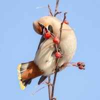 Свиристель. :: Виктор Иванович Чернюк Свиристель. :: Виктор Иванович Чернюк