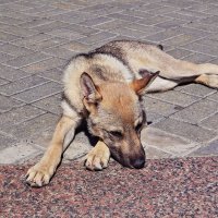 Июнь...Собачья грусть! :: Владимир 