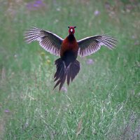 Фазан в траве :: Андроник Александр 