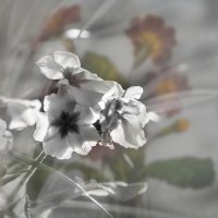 Цветочный этюд (1) :: Игорь Викторов