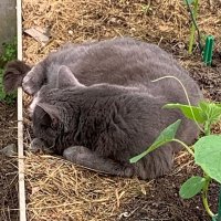 Утро. Басик в теплице. :: Ольга Довженко Утро. Басик в теплице. :: Ольга Довженко