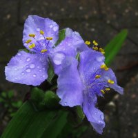 Умытые дождём :: Людмила Смородинская Умытые дождём :: Людмила Смородинская