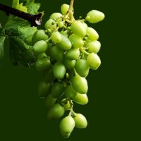 Гроздь :: Юрий. Шмаков