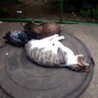 В тесноте, да не в обиде :: Dar(k) Life