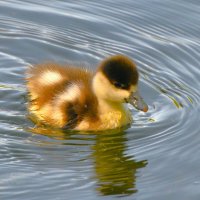 Утёнок огаря :: Константин Анисимов