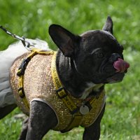 Москва. Парад французских бульдогов в усадьбе «Воронцово». :: Наташа *****