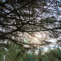 Утро :: Аглая Речнова