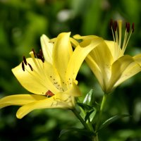 *** :: Павленко Михаил 