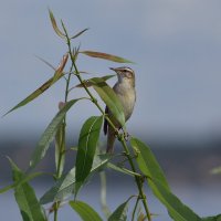 Камышовка-барсучок :: Алексей .