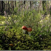 Пошла охота... :: Aleksandr Gal