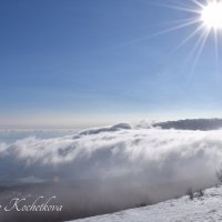 Природа Крыма :: Amazing Cosmea