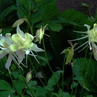 Аквилегия :: Рита Симонова