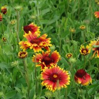 Гайлардия :: Рита Симонова