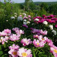 Поле пионов :: Наталия Григорьева Поле пионов :: Наталия Григорьева