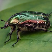 Золотистая бронзовка. :: Олег Чернышев