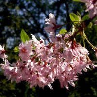 Цветущая весна :: Роман Савоцкий