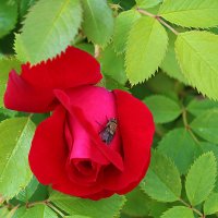 Красавица с мушкой :: Светлана 