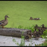 У Мамки всё под контролем! :: Борис Яковлев