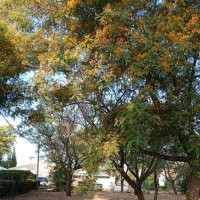 с благодарностью за новое утро :: Осень 