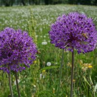 Летний луг... :: Алёна Савина Летний луг... :: Алёна Савина