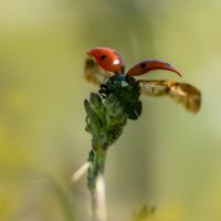 Готова к взлёту) :: Лилия . Готова к взлёту) :: Лилия .