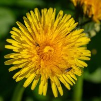 Одуванчик с мушками... :: Николай Гирш