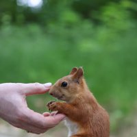 Поглаживание носика :: Александр Кондаков