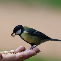 Большеватый кусочек... :: Александр Кондаков