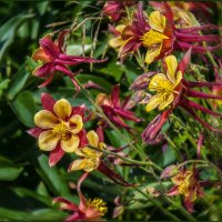 Аквилегия :: Наталья Rosenwasser