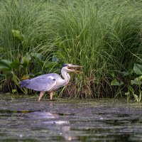 *** :: Alexandr Khizhniak