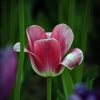 Тюльпан :: Владимир Кроливец Тюльпан :: Владимир Кроливец