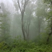 Загадочность туманного леса :: Виктор 