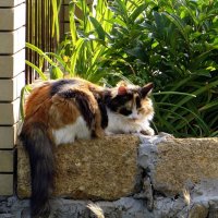 Соседская кошка :: Татьяна Смоляниченко