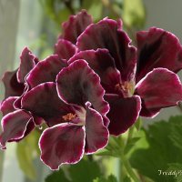 Герань :: Freddy 97