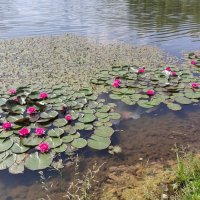 Водяные лилии :: Игорь Ч. Водяные лилии :: Игорь Ч.