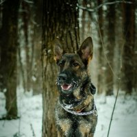 В лесу :: Александр Бочериков