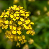 Сурепка обыкновенная :: Aquarius - Сергей