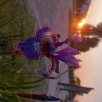 Ирис на закате :: Сапсан Ирис на закате :: Сапсан