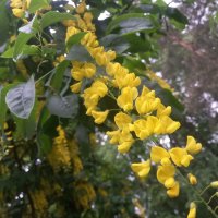 Бобовник :: Сапсан 