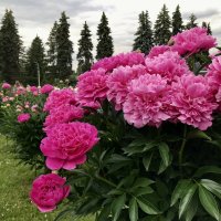 Пионовый ряд) :: Любовь 