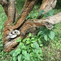 Ствол сирени. :: Любовь 