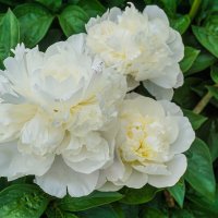 Белые пионы :: Ольга Белые пионы :: Ольга