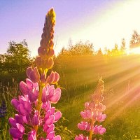 Люпины :: Сергей Кочнев