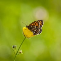 Шашечница Феба :: Вадим Басов