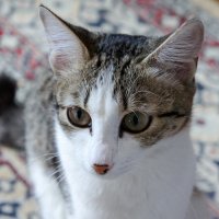 Мурзилка. :: сергей ермошкин